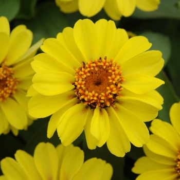 Zinnia marylandica Zahara® XL 'Yellow'