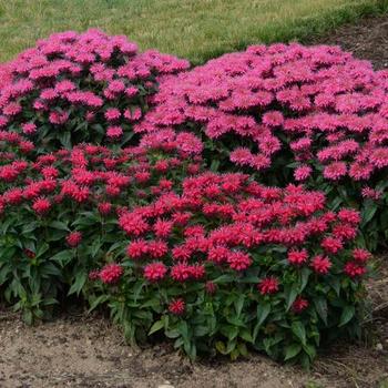 Monarda didyma 'Series' 