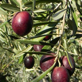 Olea europaea 'Leccino' 