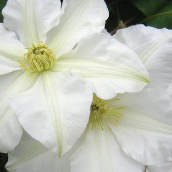 Clematis 'Toki' 