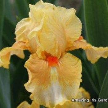 Iris germanica 'Fruit Cocktail' 