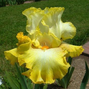 Iris germanica 'Zesting lemons' 