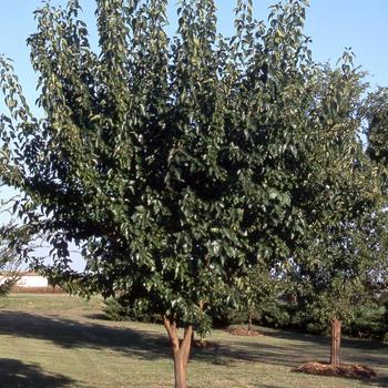 Maclura pomifera 'White Shield' 