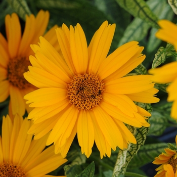 Heliopsis helianthoides 'Sunstruck' 