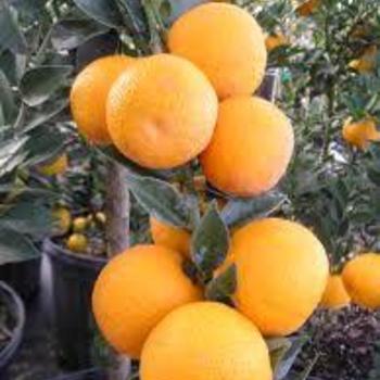 Citrus 'Pineapple' 