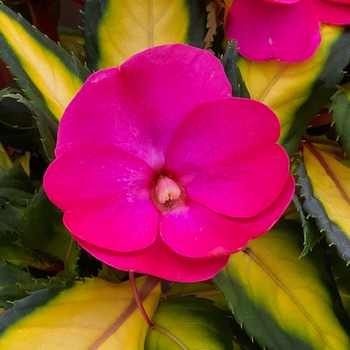 Impatiens 'SAKIMP037' PP28027