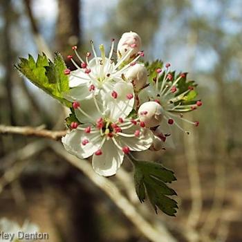 Crataegus marshallii