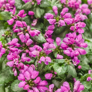 Lamium maculatum 'Purple Chablis™'