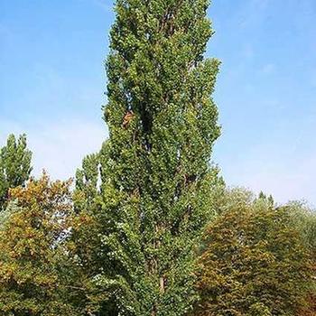 Populus nigra 'Thevestina' 
