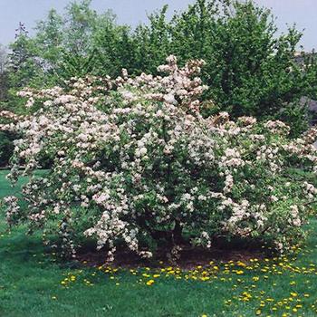 Malus 'Molazam' 