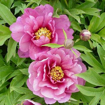 Paeonia 'Yankee Doodle Dandy' 