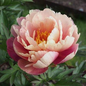 Paeonia 'Joanna Marlene' 