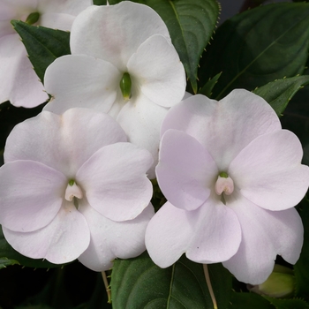 Impatiens 'Vigorous White' SAKIMP018 PP21768