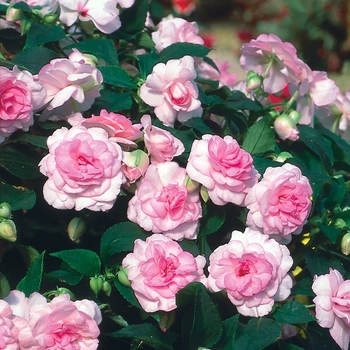 Impatiens walleriana Rockapulco® 'Appleblossom'