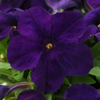 Petunia 'Blue' 