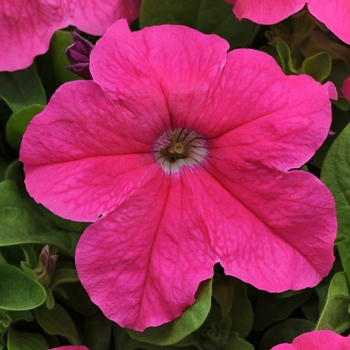 Petunia 'Deep Pink' 