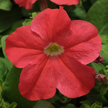 Petunia 'Deep Salmon' 