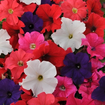 Petunia 'Formula Mix' 