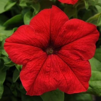 Petunia 'Red Improved' 