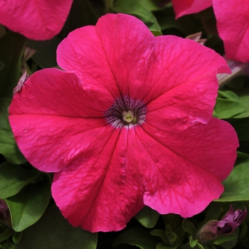 Petunia 'Rose' 