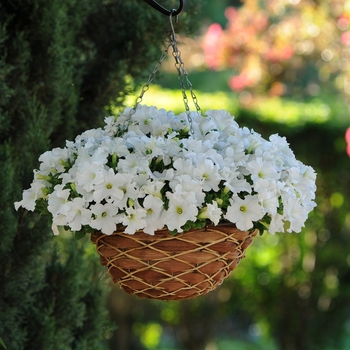 Petunia 'White' 