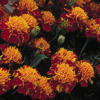 Tagetes patula 'Janie Spry' 