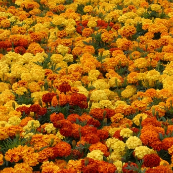 Tagetes 'Mix' 