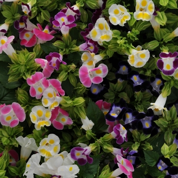 Torenia fournieri 'Kauai Mix' 