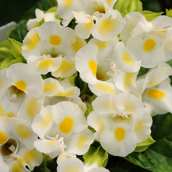 Torenia fournieri 'Kauai Lemon Drop' 