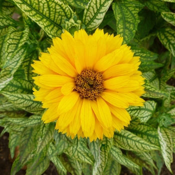 Heliopsis helianthoides 'Double Sunstruck'