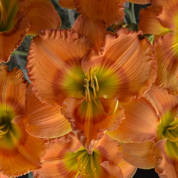 Hemerocallis 'Earlybird Oriole™' Centerton One PP24129