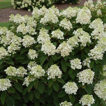 Hydrangea paniculata 'PIIHP-I' PP23387