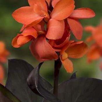 Canna x generalis 'Happy Wilma®' 