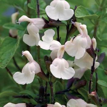 Salvia microphylla x greggii 'EGGBEN003' PP24155