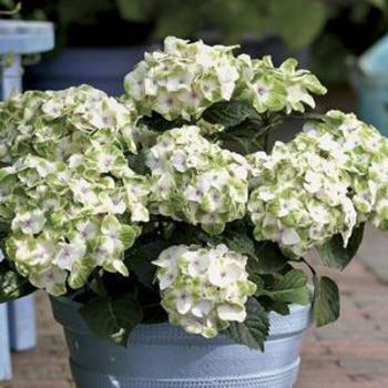 Hydrangea macrophylla 'Hokomano' PP22696