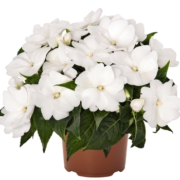 Impatiens 'Magnum Clear White' 