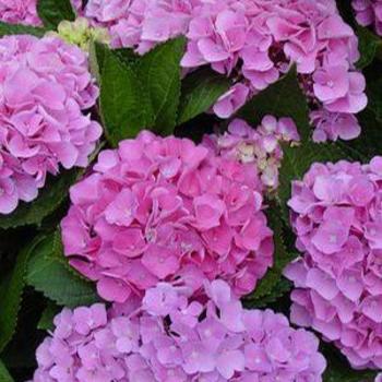 Hydrangea macrophylla 'Xian' PP20483