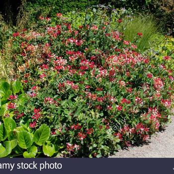 Lonicera periclymenum