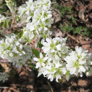 Amelanchier stolonifera