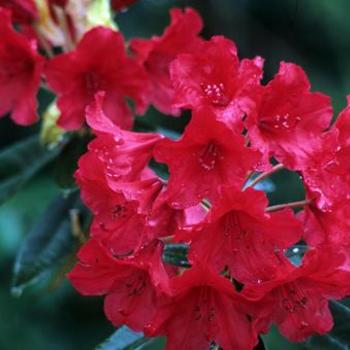 Rhododendron 'Vulcan' 