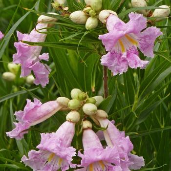 Chilopsis linearis 'Paradise' 