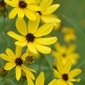 Coreopsis tripteris 'Gold Standard' 