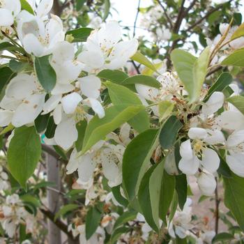 Malus x robusta