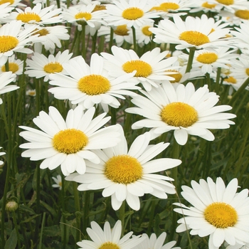 Leucanthemum x superbum 'Brightside' 