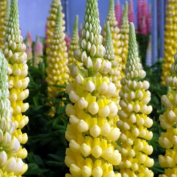 Lupinus polyphyllus 'Desert Sun' PP23073