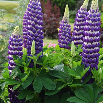 Lupinus polyphyllus 'Blacksmith' PPAF