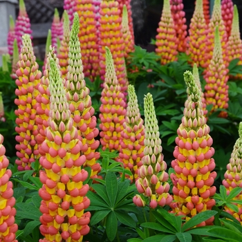 Lupinus polyphyllus 'Gladiator' PPAF