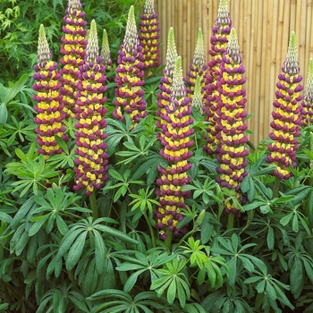 Lupinus polyphyllus 'Manhattan Lights' PPAF