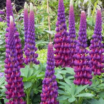 Lupinus polyphyllus 'Masterpiece' PPAF