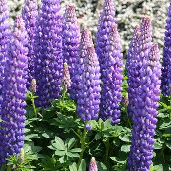 Lupinus polyphyllus 'Persian Slipper' PPAF